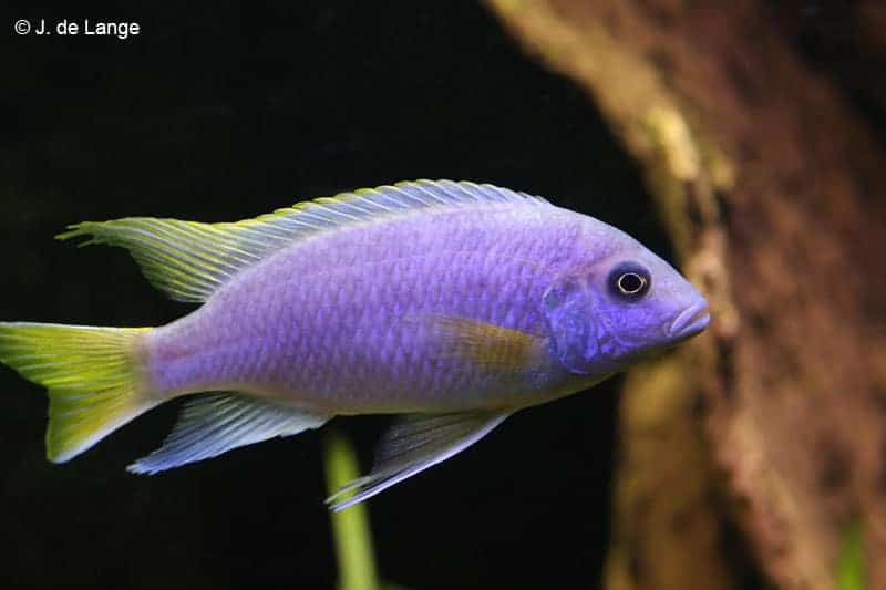 Acei cichlid purple blue