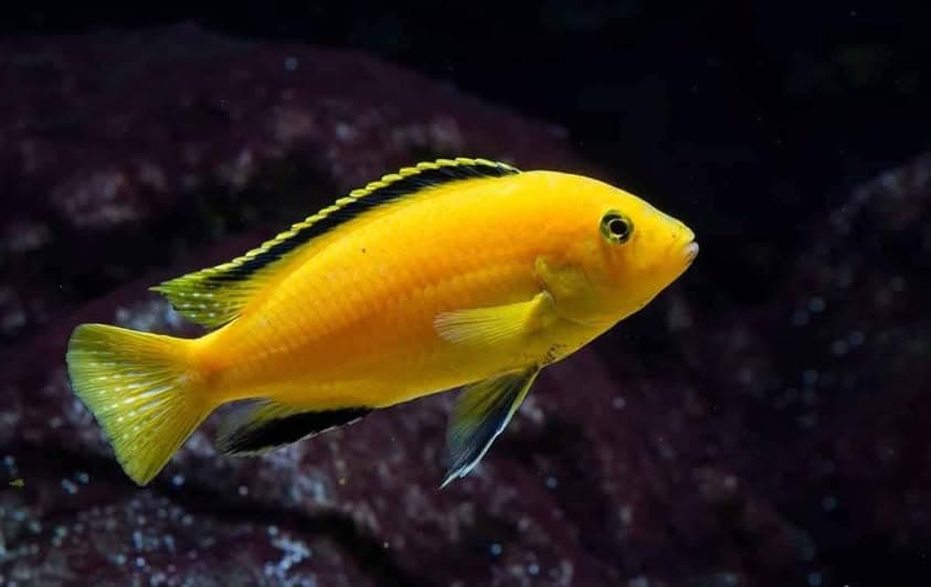 Yellow Lab cichlid