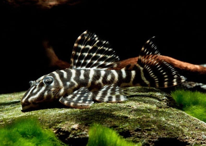 L129 Colombian Zebra Pleco