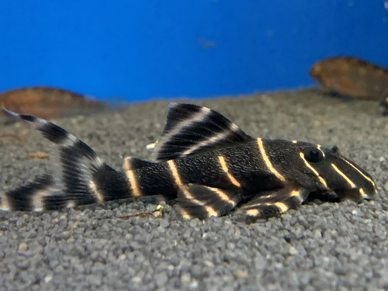 L204 Flash Pleco