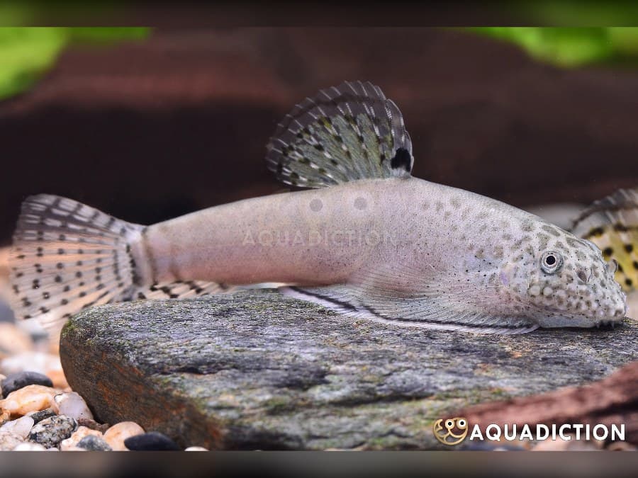 Pingi Hillstream Loach