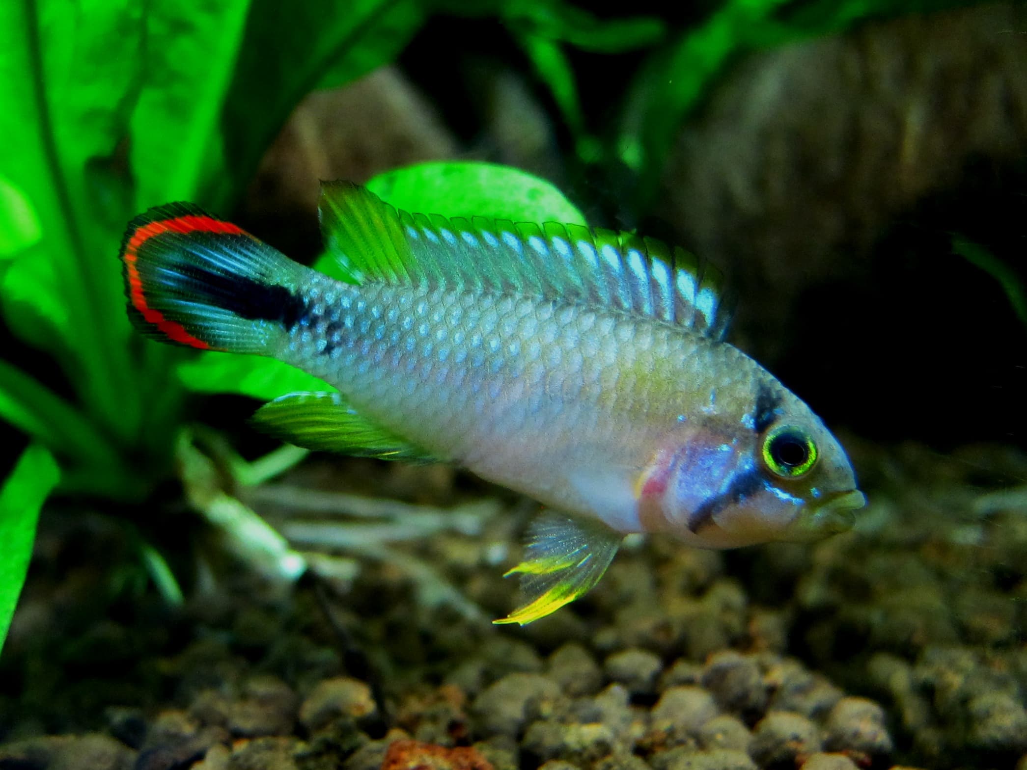 Panduro Dwarf Cichlid