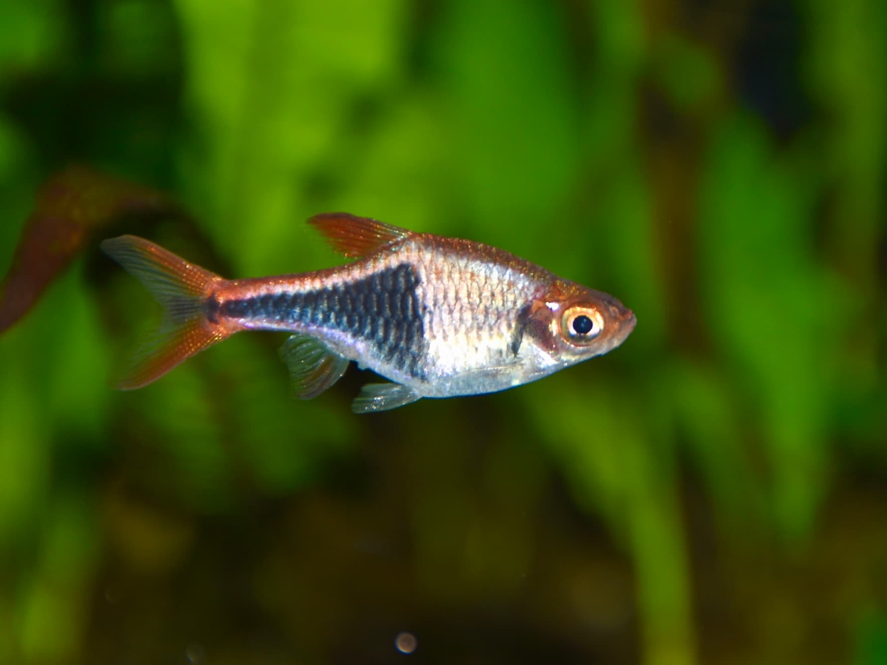 Harlequin Rasbora