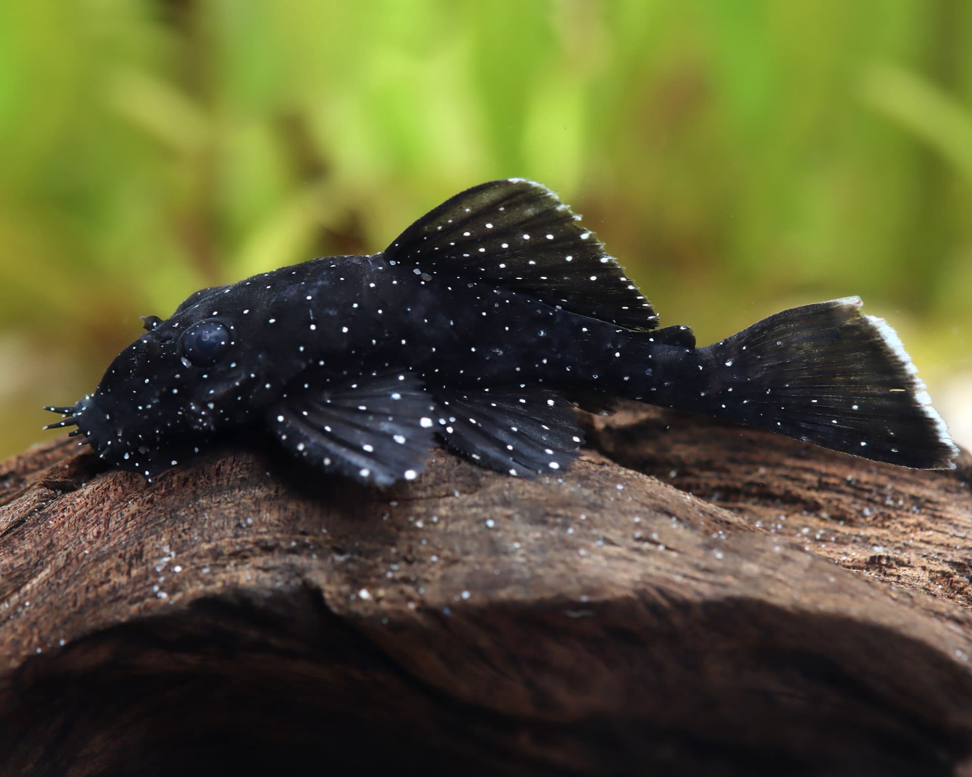 L181 Peppermint Bristlenose Pleco