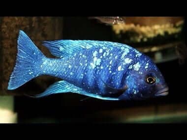 Star Sapphire Moorii