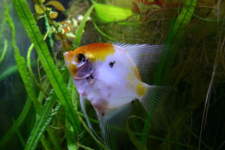 Angelfish Cichlid