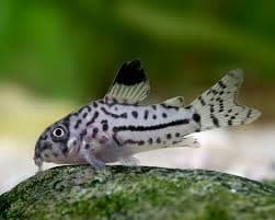 Julii Corydoras
