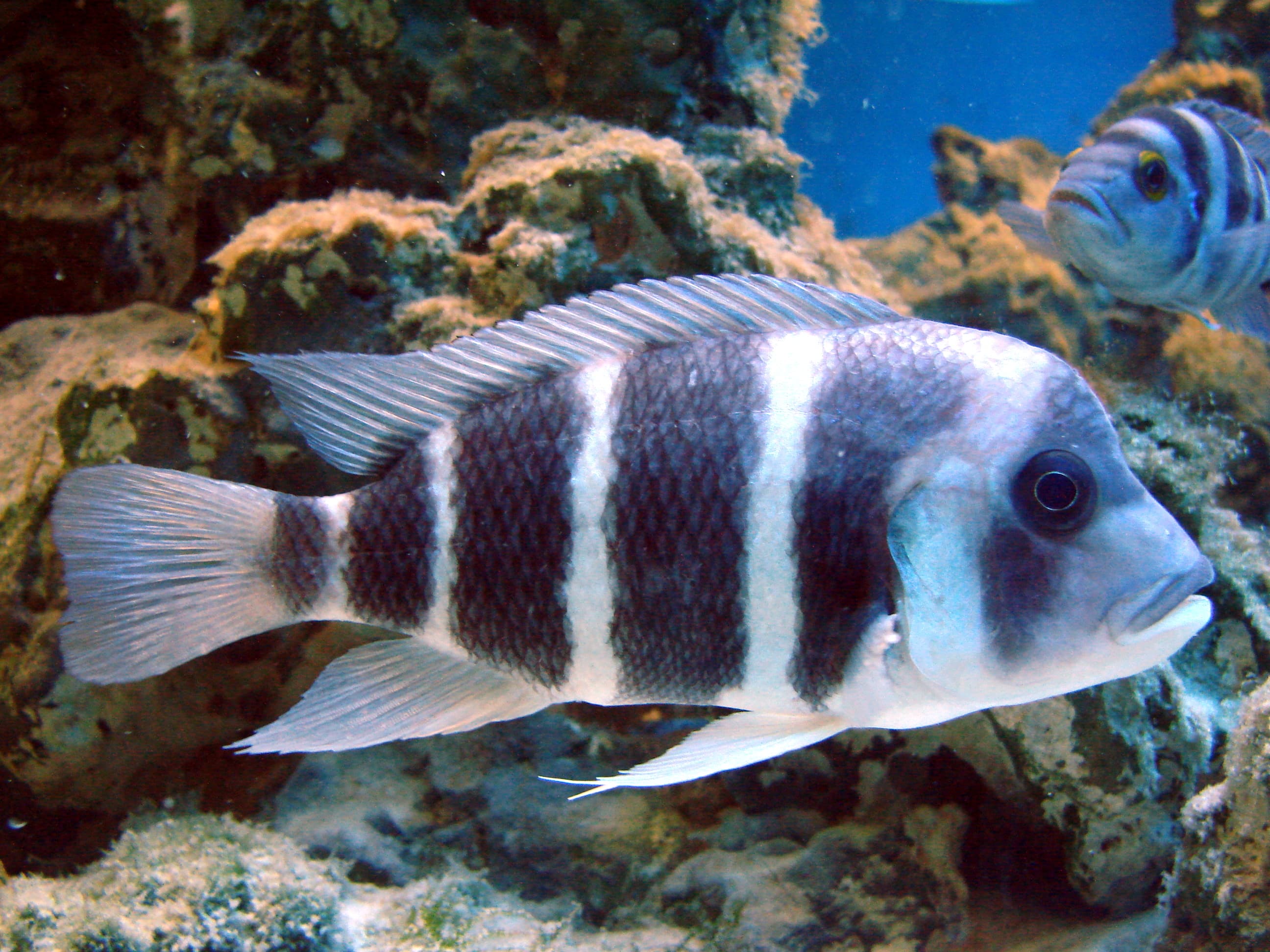Frontosa Cichlid