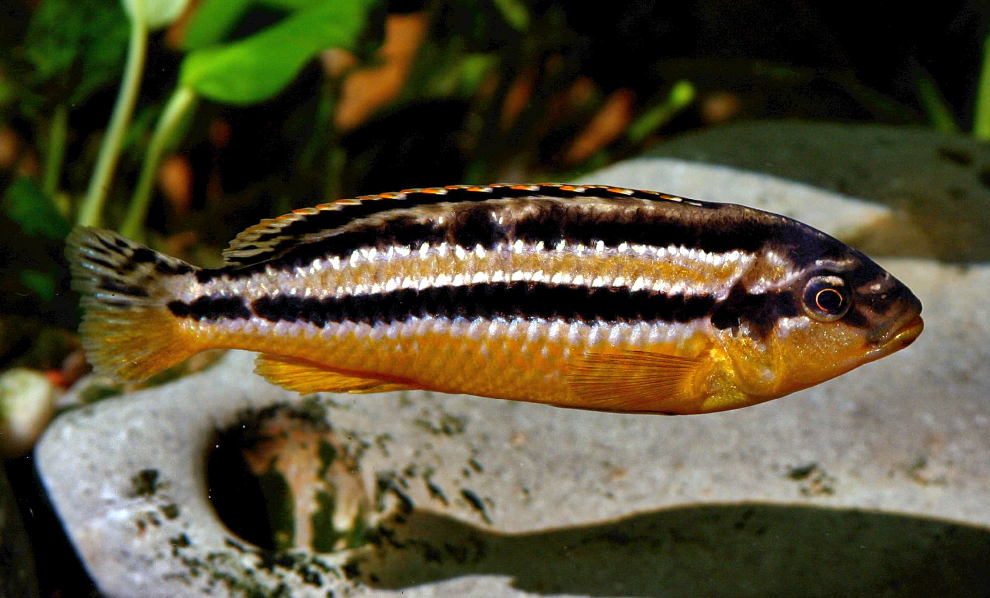 Auratus Cichlid