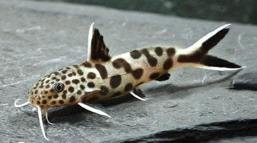 Synodontis Petricola