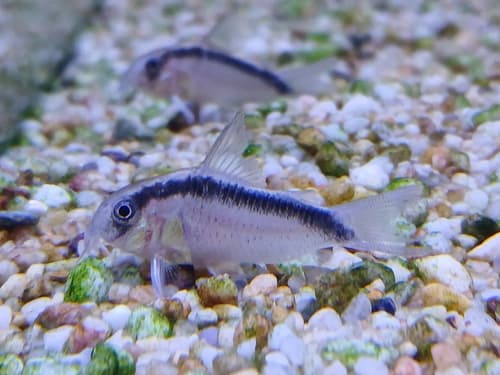 Skunk Cory