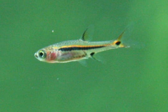 Exclamation Point Rasbora (Boraras urophthalmoides)