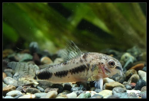 Salt and Pepper Corydoras