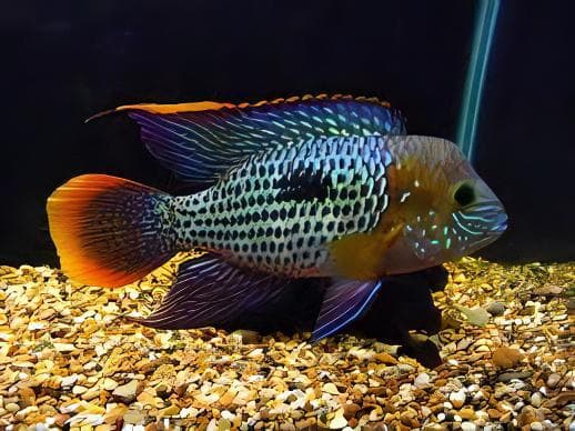 Green Terror Cichlid