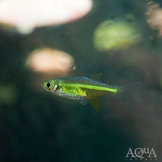 Neon Green Rasbora