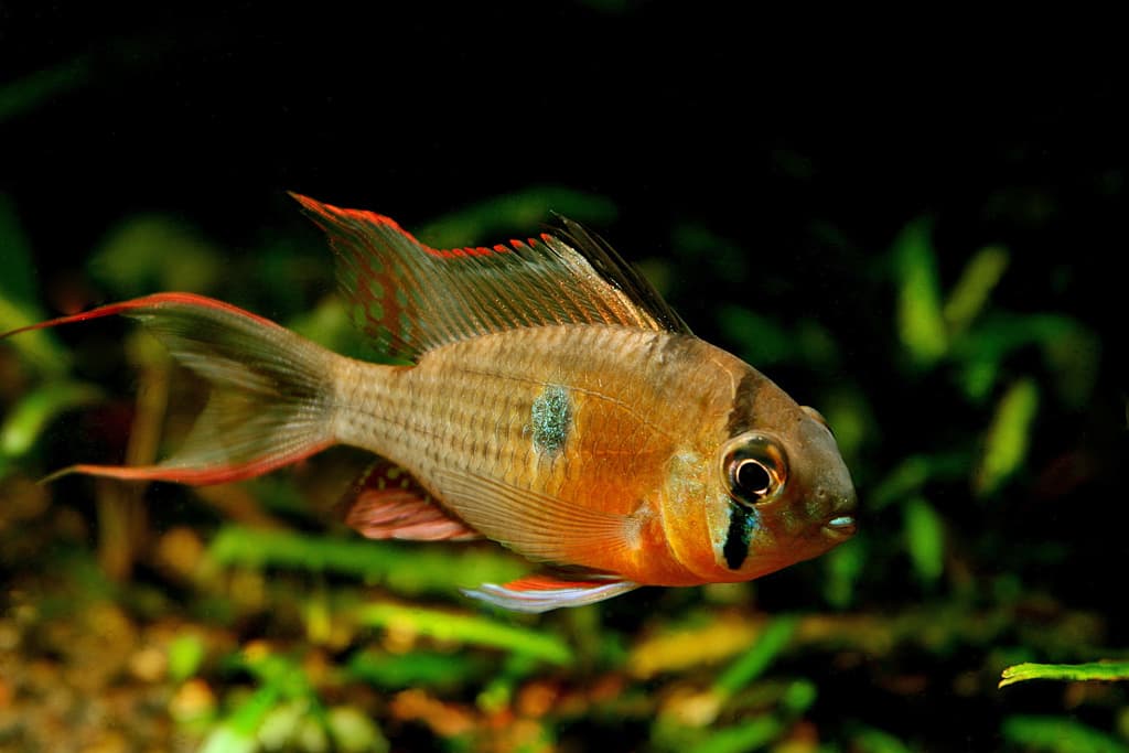 Bolivian Ram