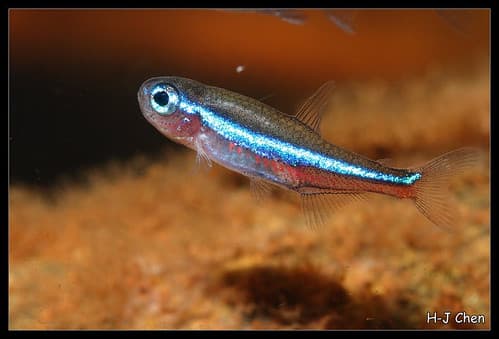 Green Neon Tetra