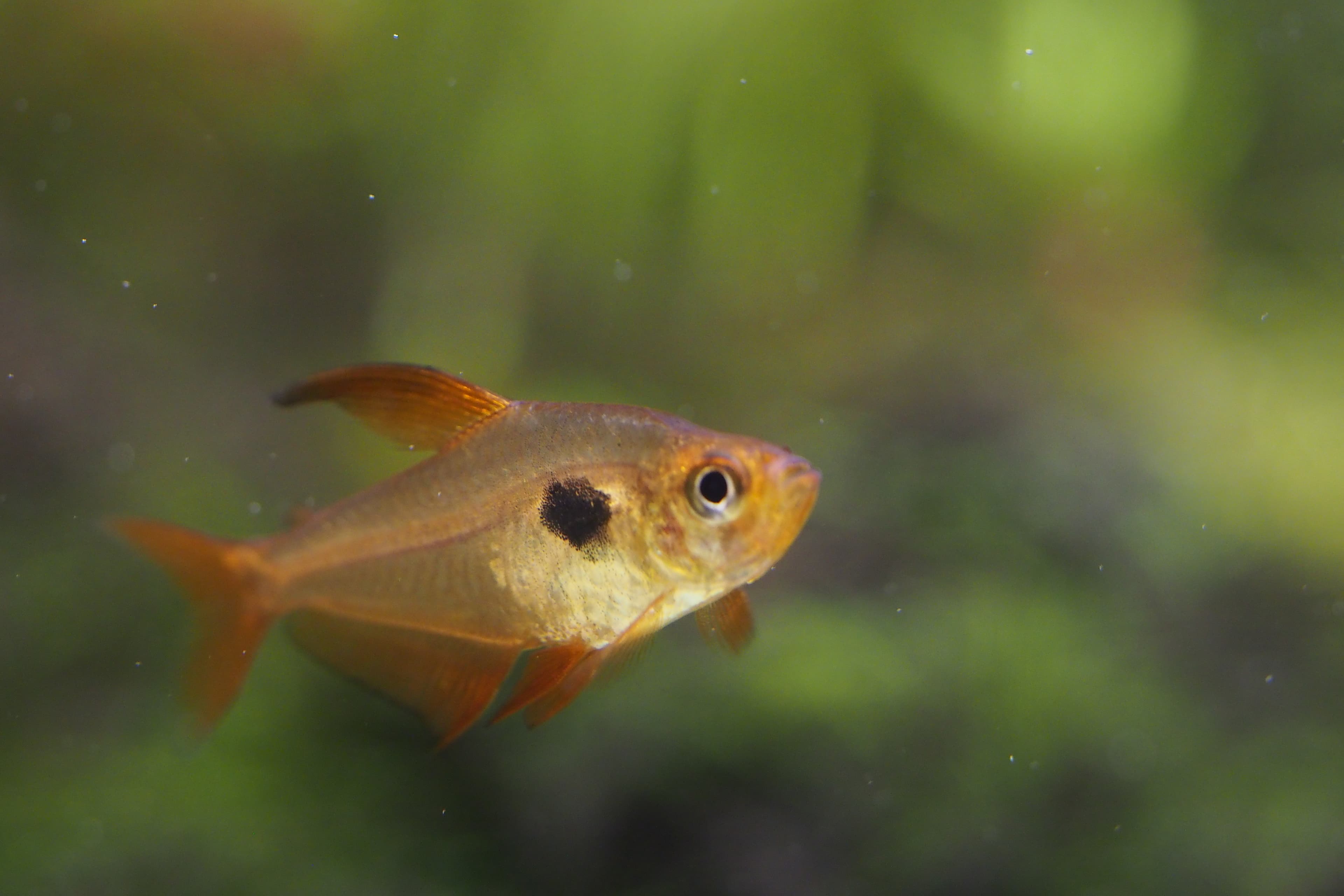 Red Phantom Tetra