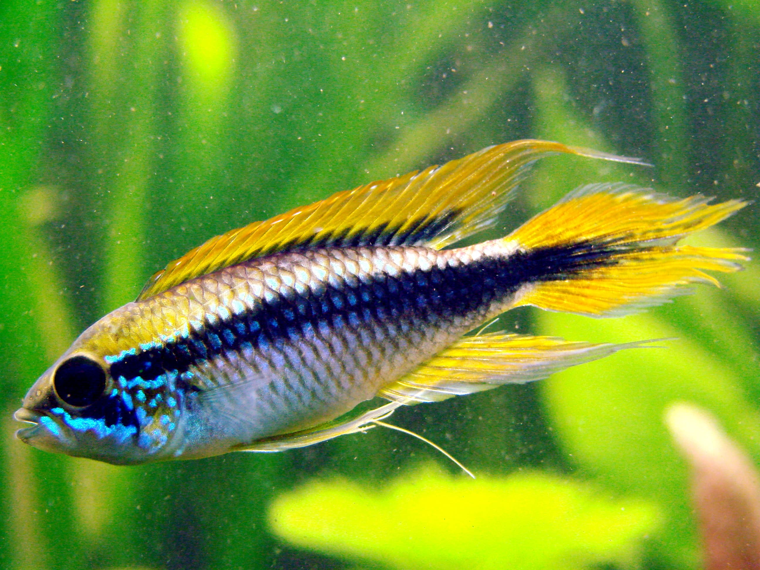 Agassiz Dwarf Cichlid