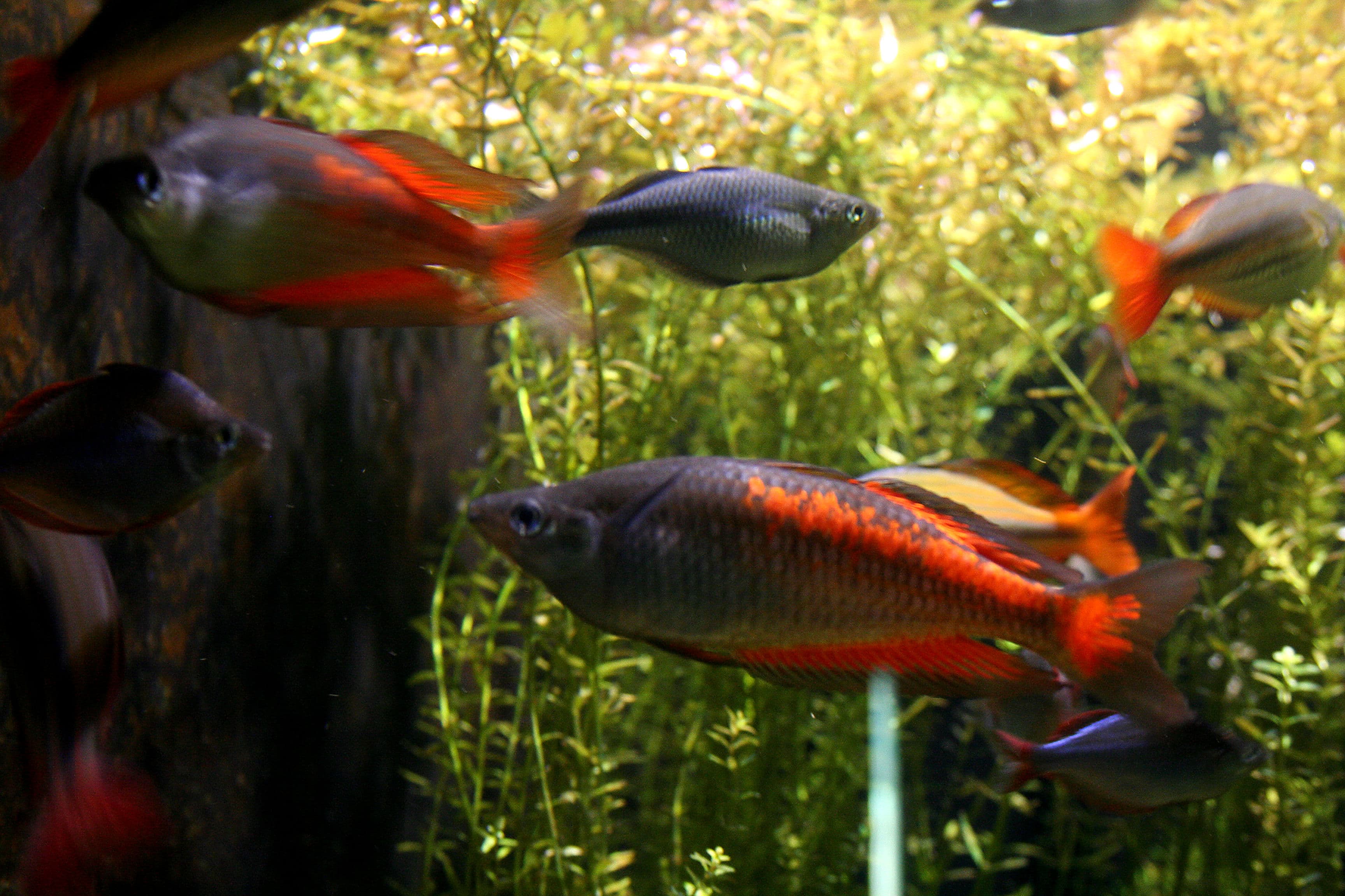 Parkinson's Rainbowfish (Melanotaenia parkinsoni)