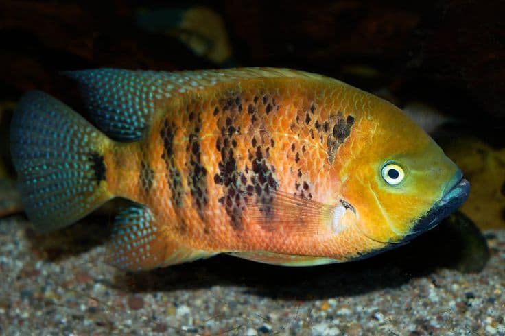 Chiseltooth cichlid