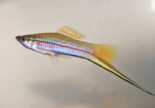 Swordtail