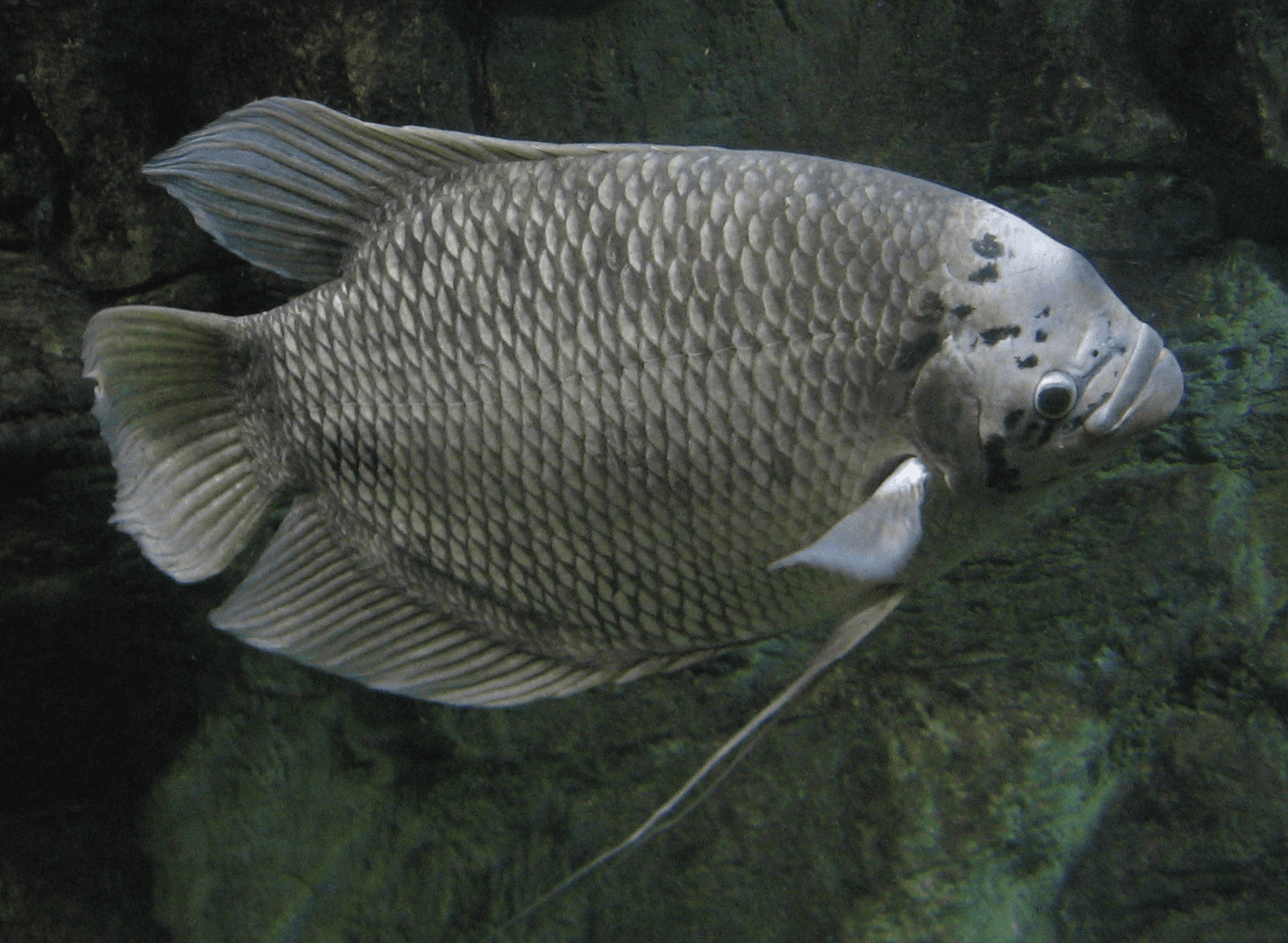 Giant Gourami