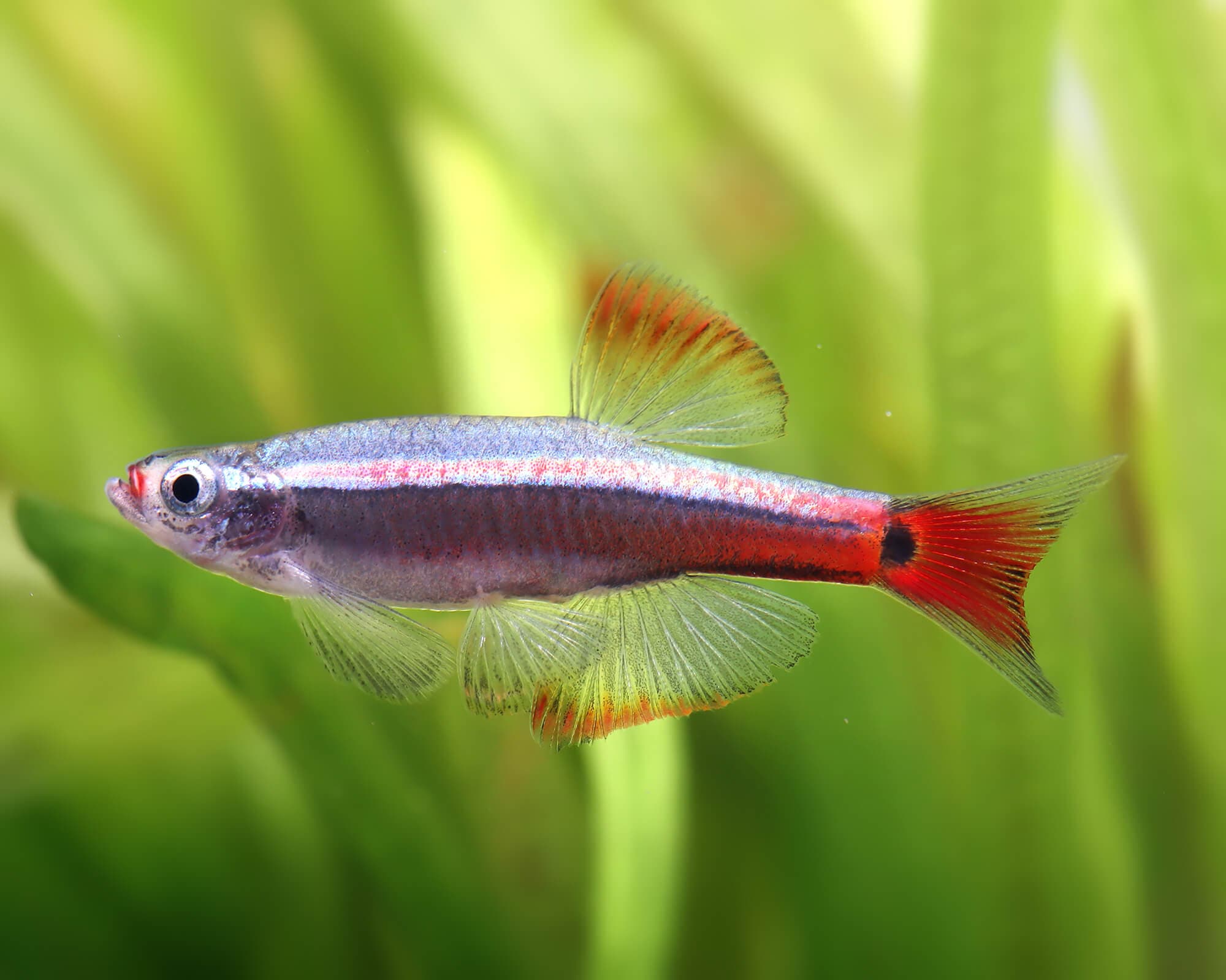 White Cloud Mountain Minnow