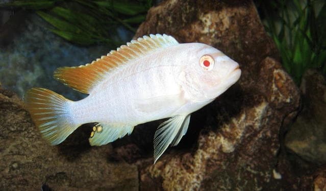 Ice Blue Zebra Cichlid