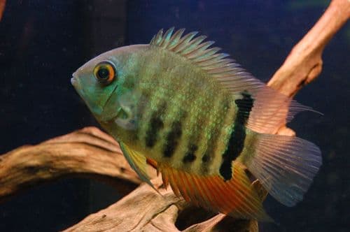 Severum Cichlid