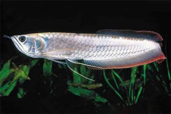 Arowana