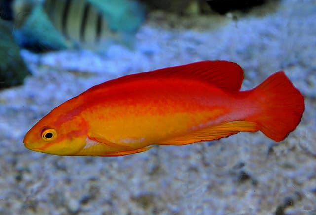 Flame Fairy Wrasse