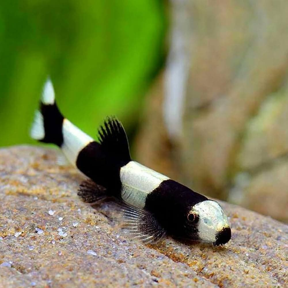 Panda Loach