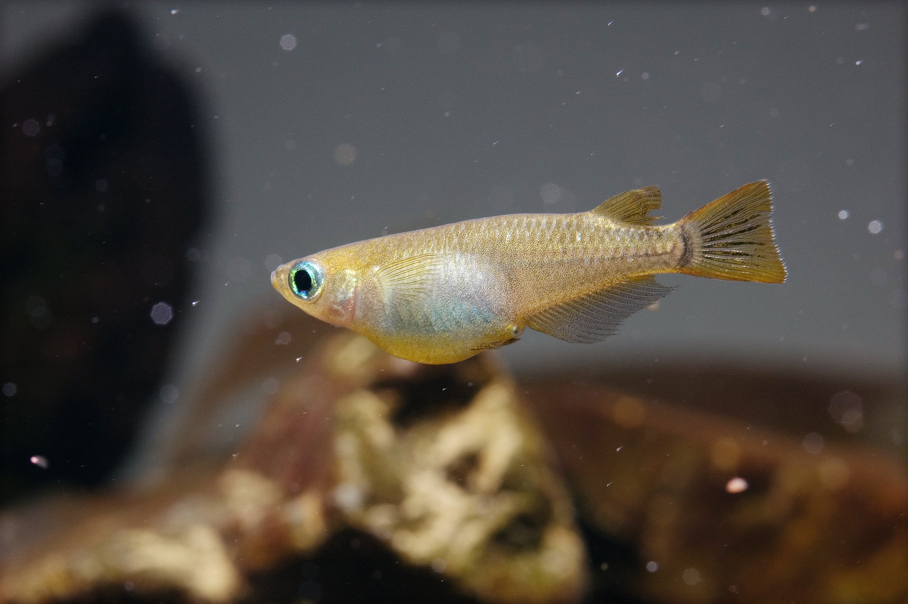 Japanese Ricefish
