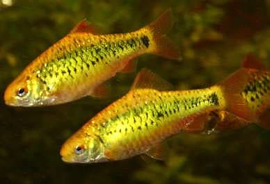 Gold Barb