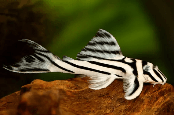 L046 Zebra Pleco
