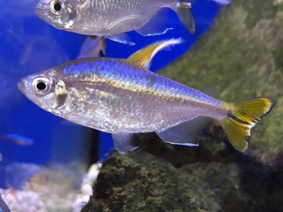 Yellowtail Congo Tetra