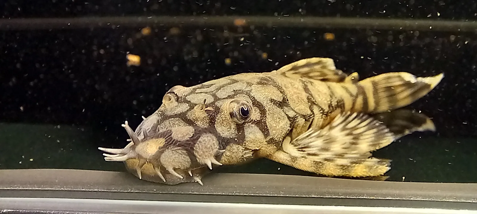 L519 Honeycomb Bristlenose Pleco