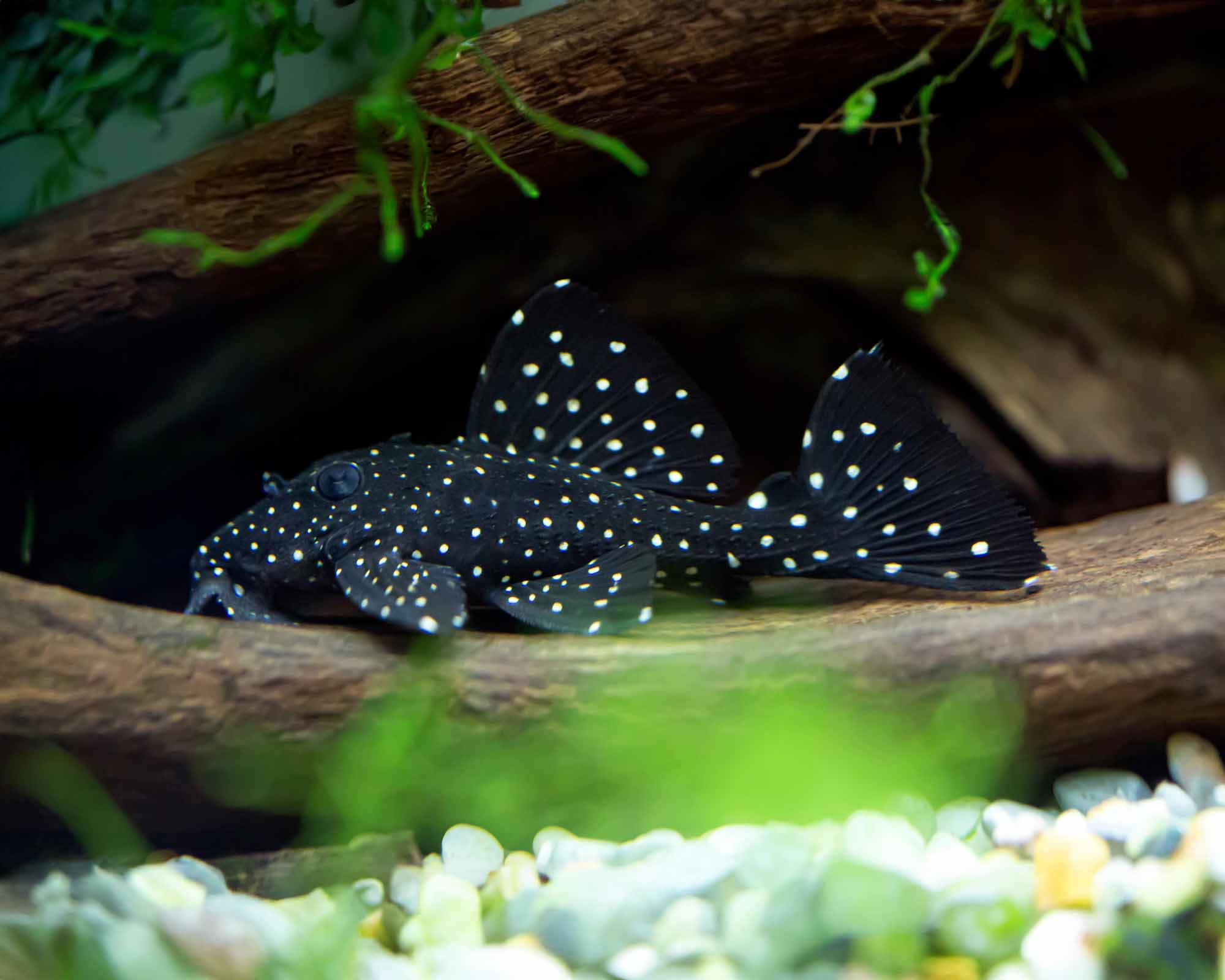 L29 Galaxy Pleco
