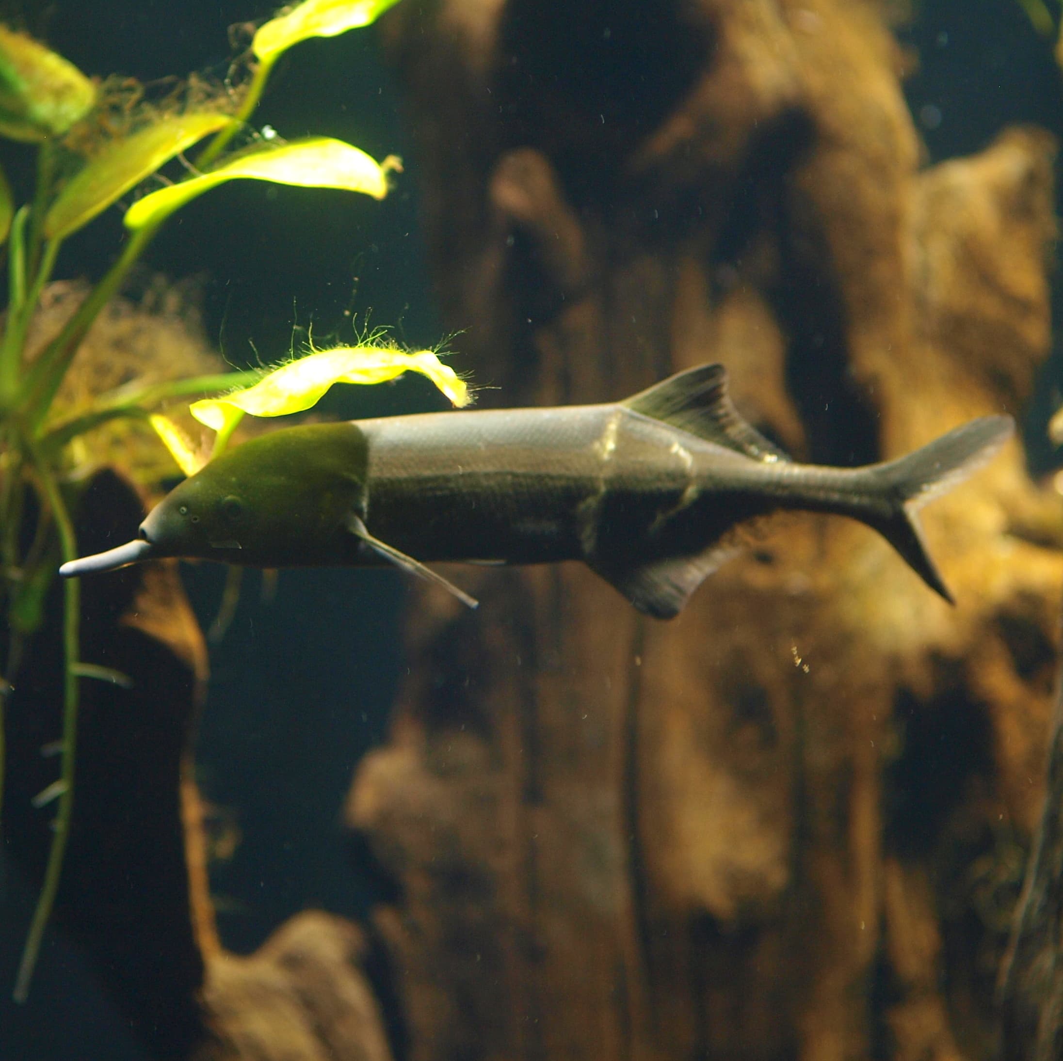 Elephantnose Fish