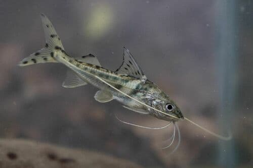 Pictus Catfish