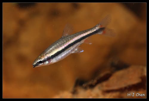 Beckford's Pencilfish