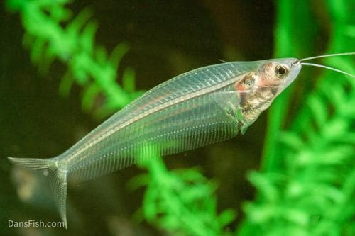 Glass Catfish