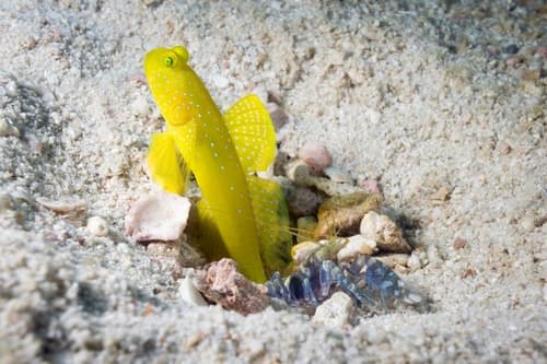 Yellow Watchman Goby