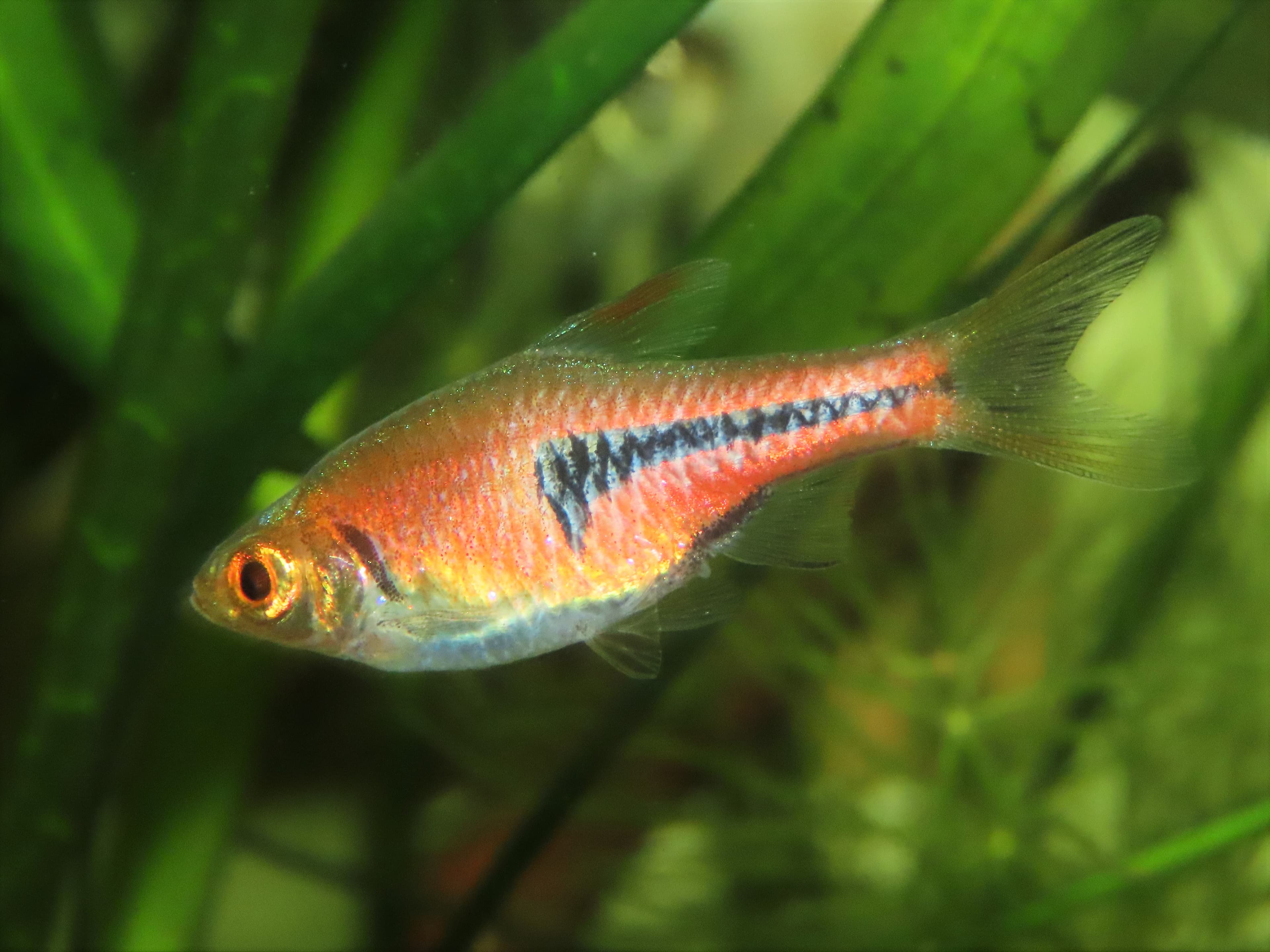 Lambchop Rasbora