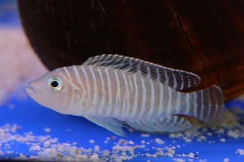 Similis Shell Dweller