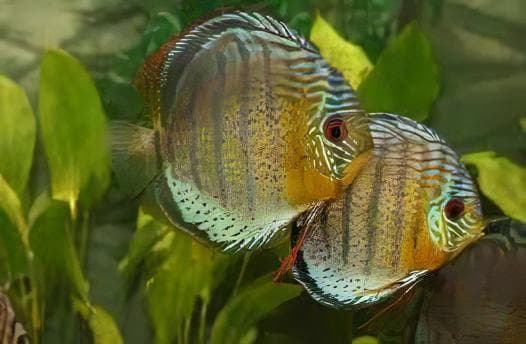 Discus