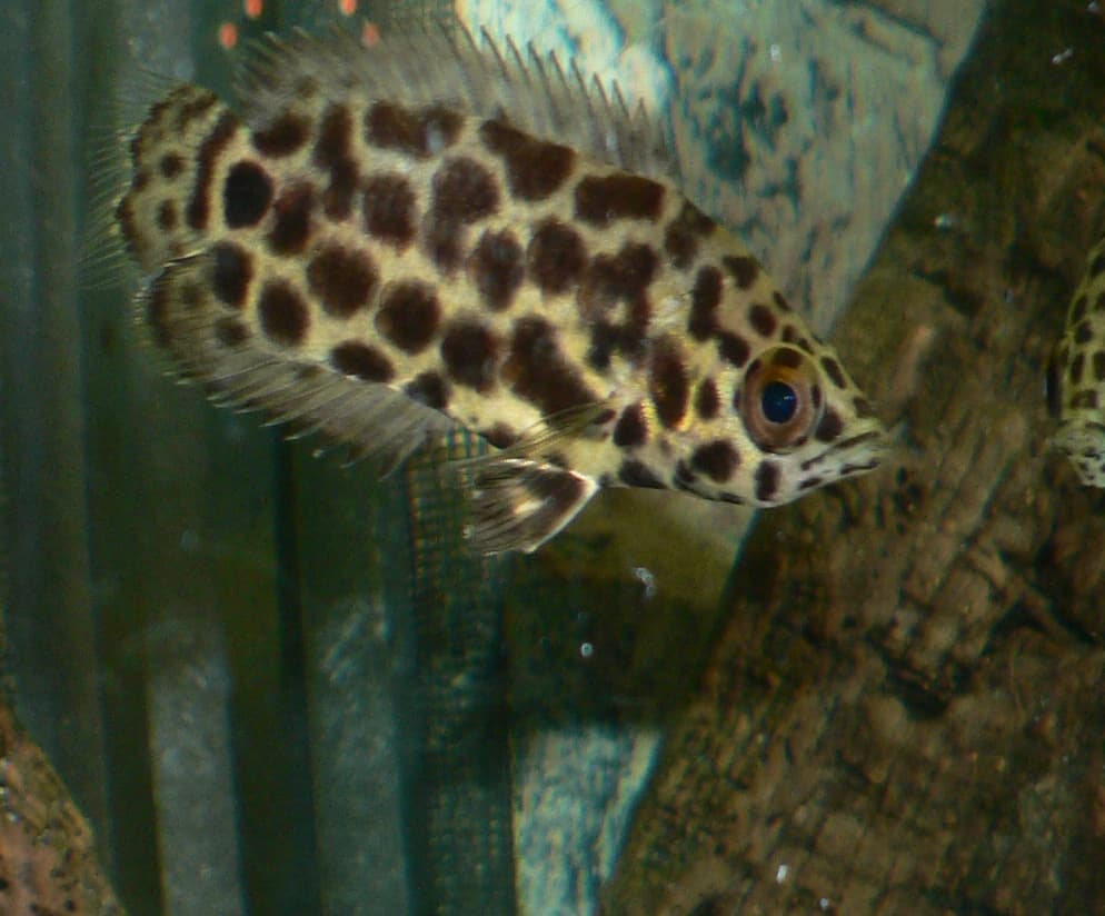 Leopard Bushfish