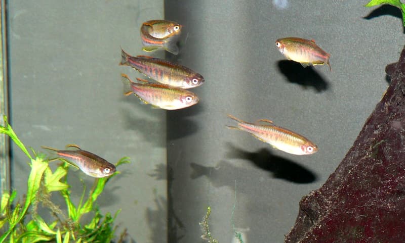 Glowlight Danio (Danio choprae)