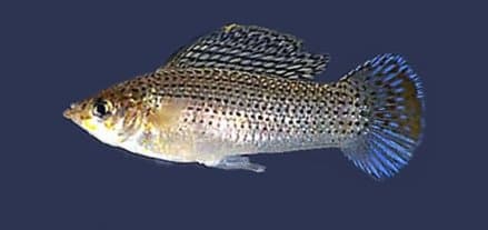 Sailfin Molly (Poecilia latipinna)